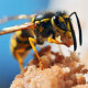 honey bee eating sugar