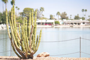 Focus on a Cactus in front of a lake with houses in distance.