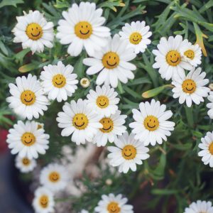 happy daisies