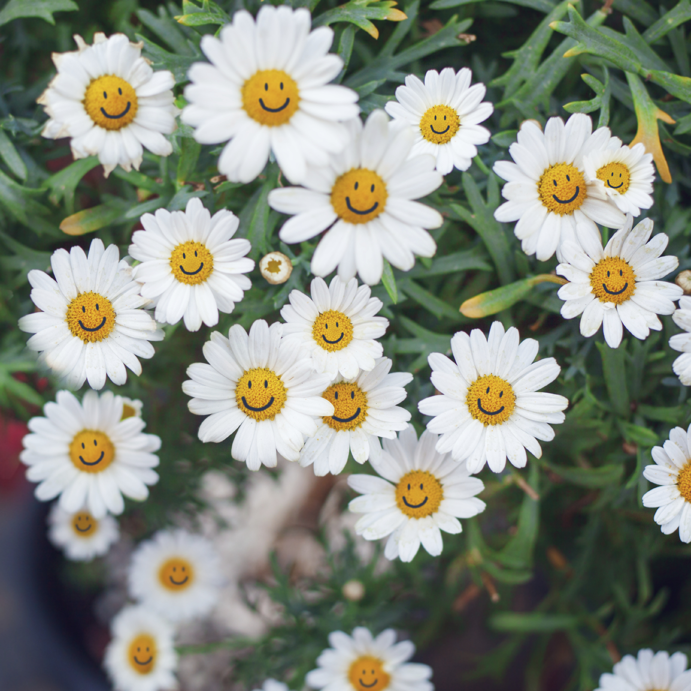 happy daisies